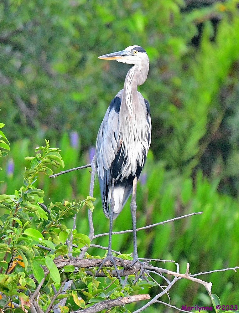 DSC_3540_001.JPG