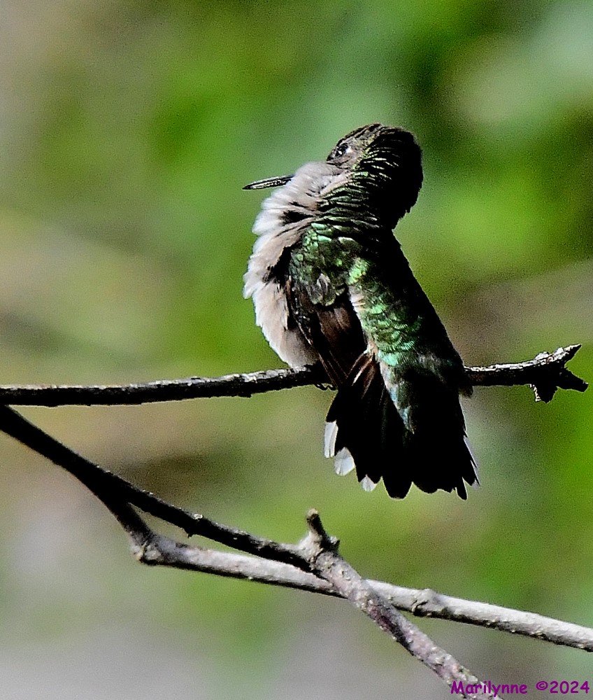 DSC_3542_001.JPG