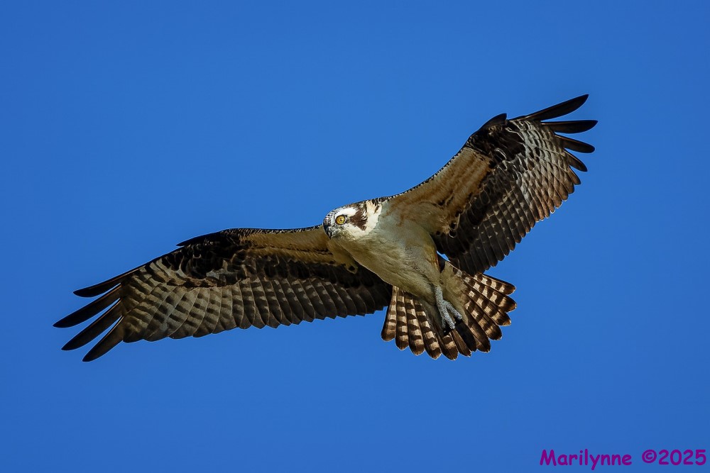 DSC_3543 copy_001.JPG