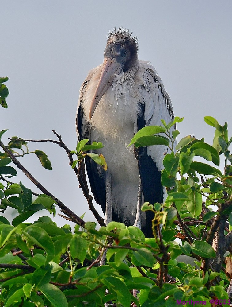 DSC_3543_001.JPG