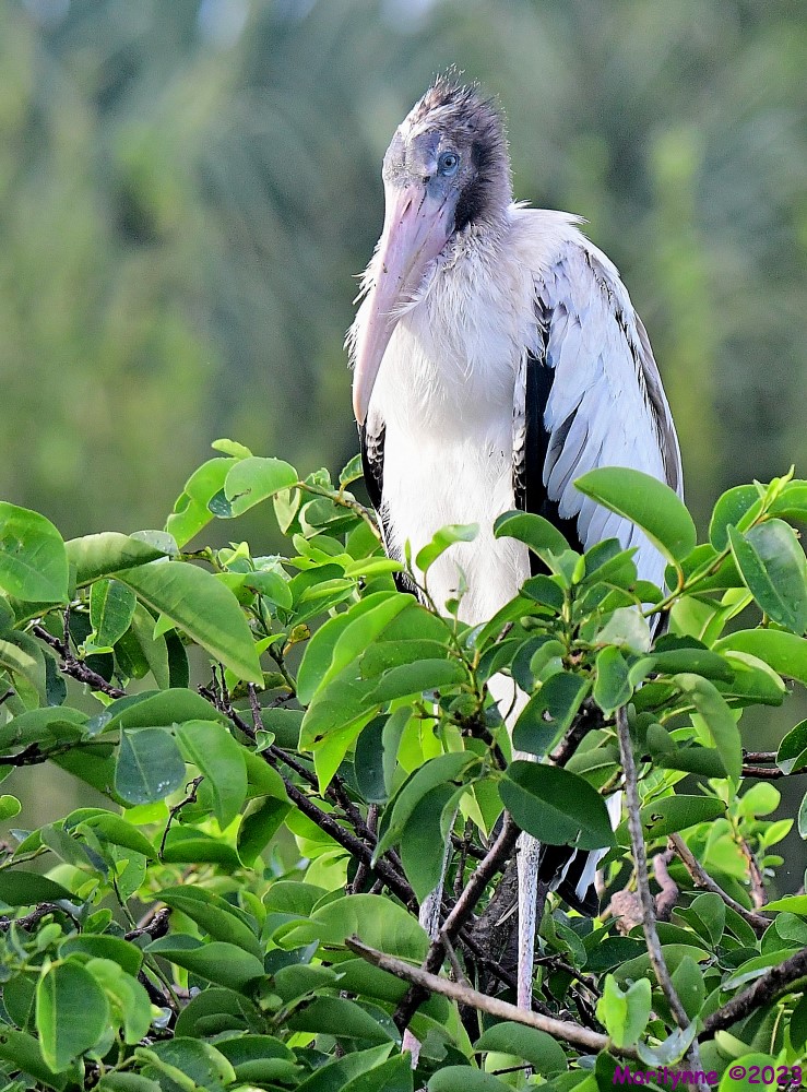 DSC_3545_001.JPG