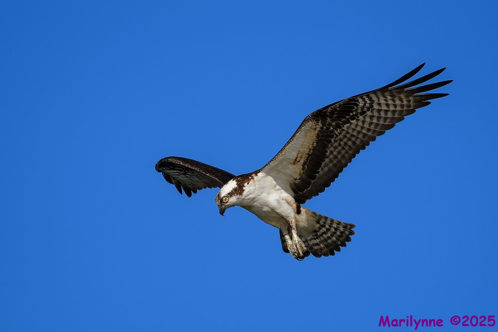 DSC_3546 copy_001.JPG