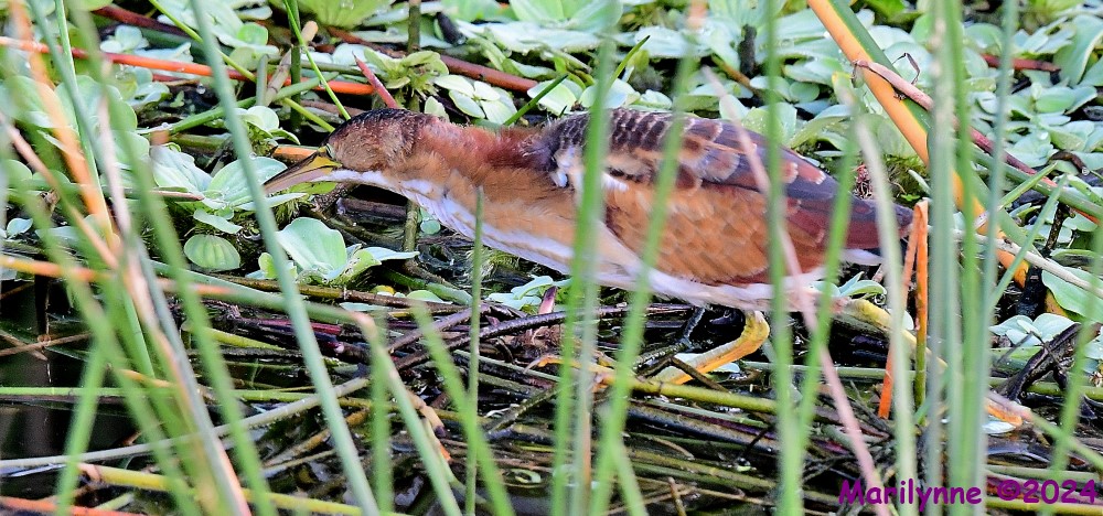 DSC_3547_001.JPG