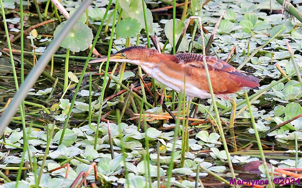 DSC_3550_001.JPG
