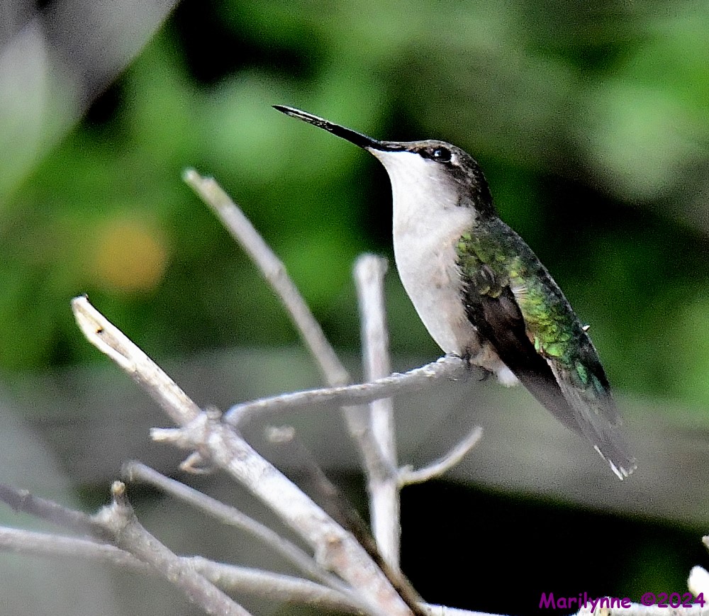 DSC_3550_001.JPG