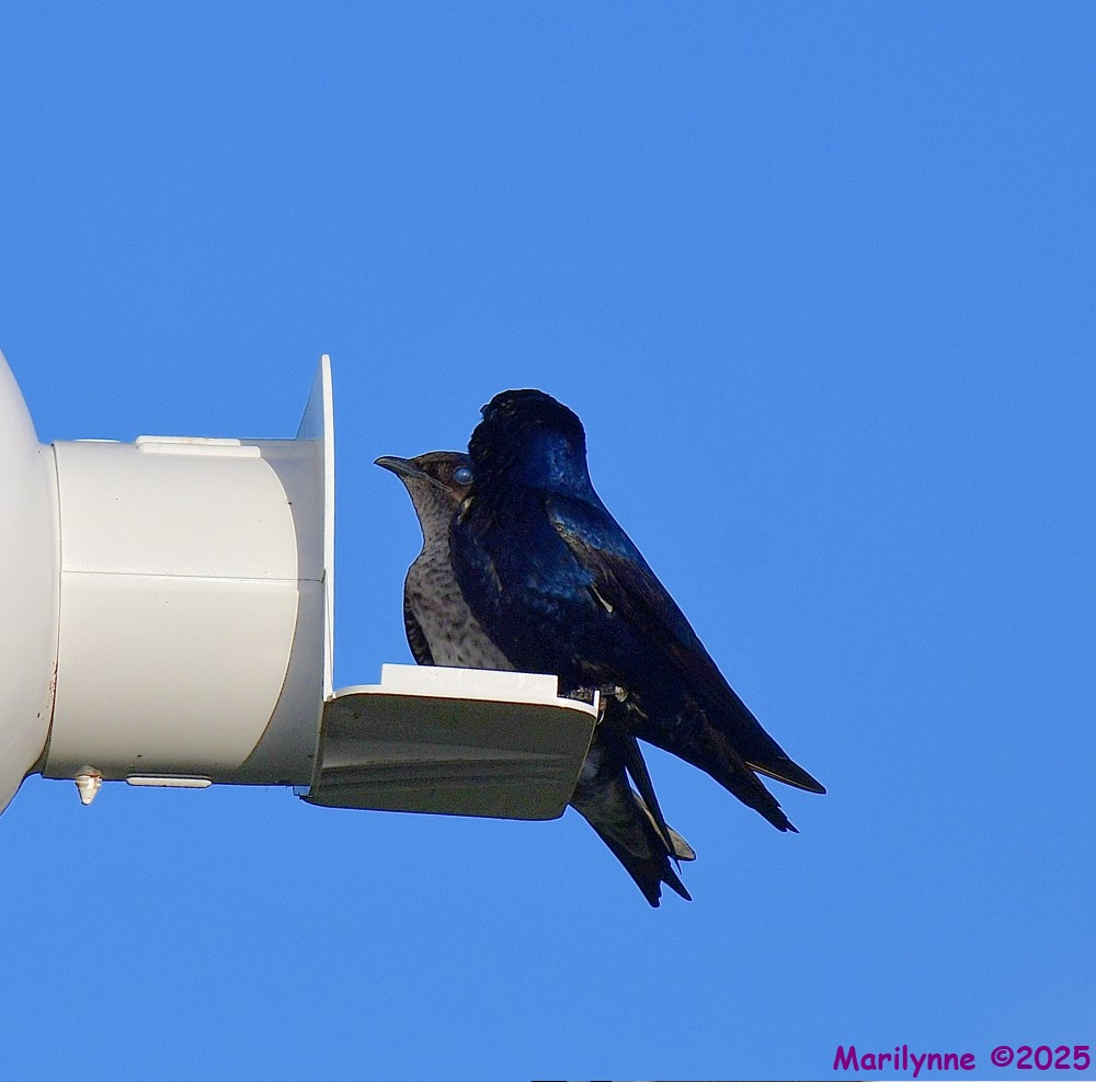 DSC_3550_001.JPG