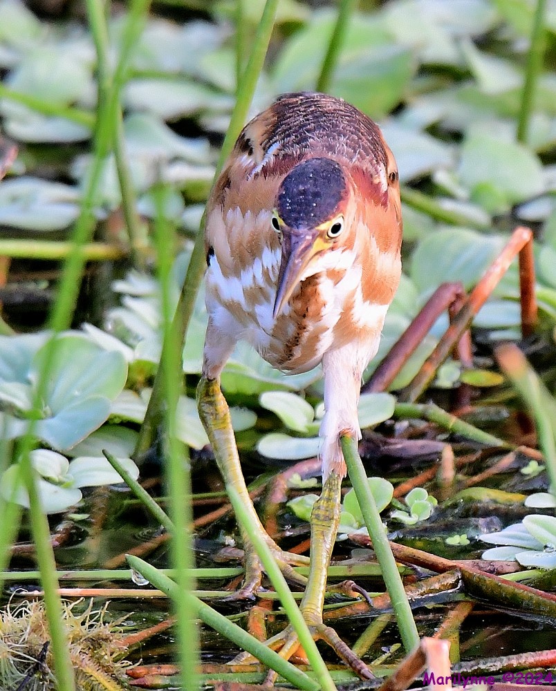 DSC_3551_001.JPG