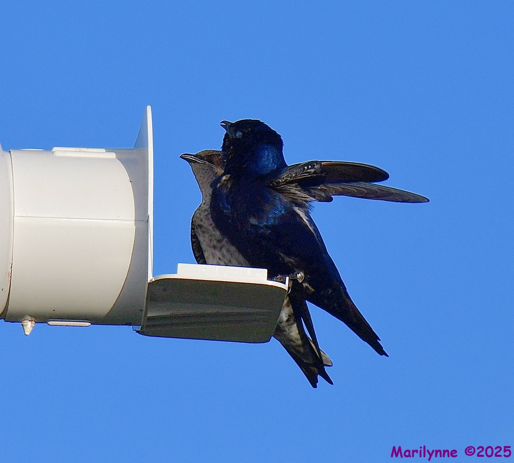 DSC_3551_001.JPG