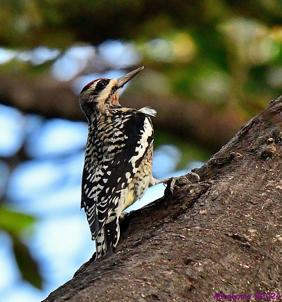 DSC_3552_001.JPG