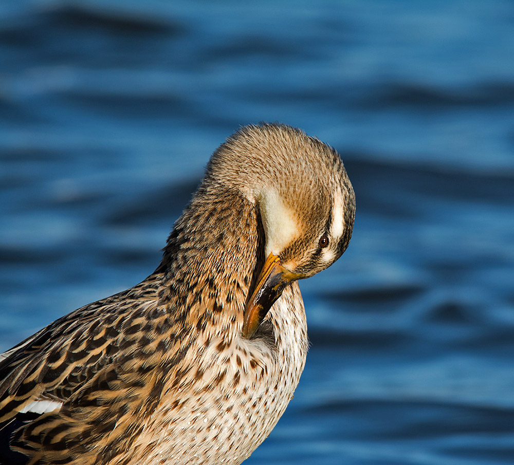 DSC_3553.jpg