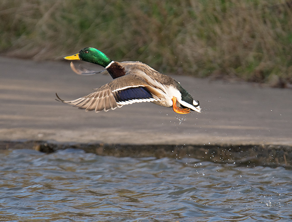 DSC_3553.jpg