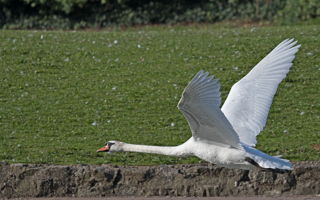 DSC_3554.jpg