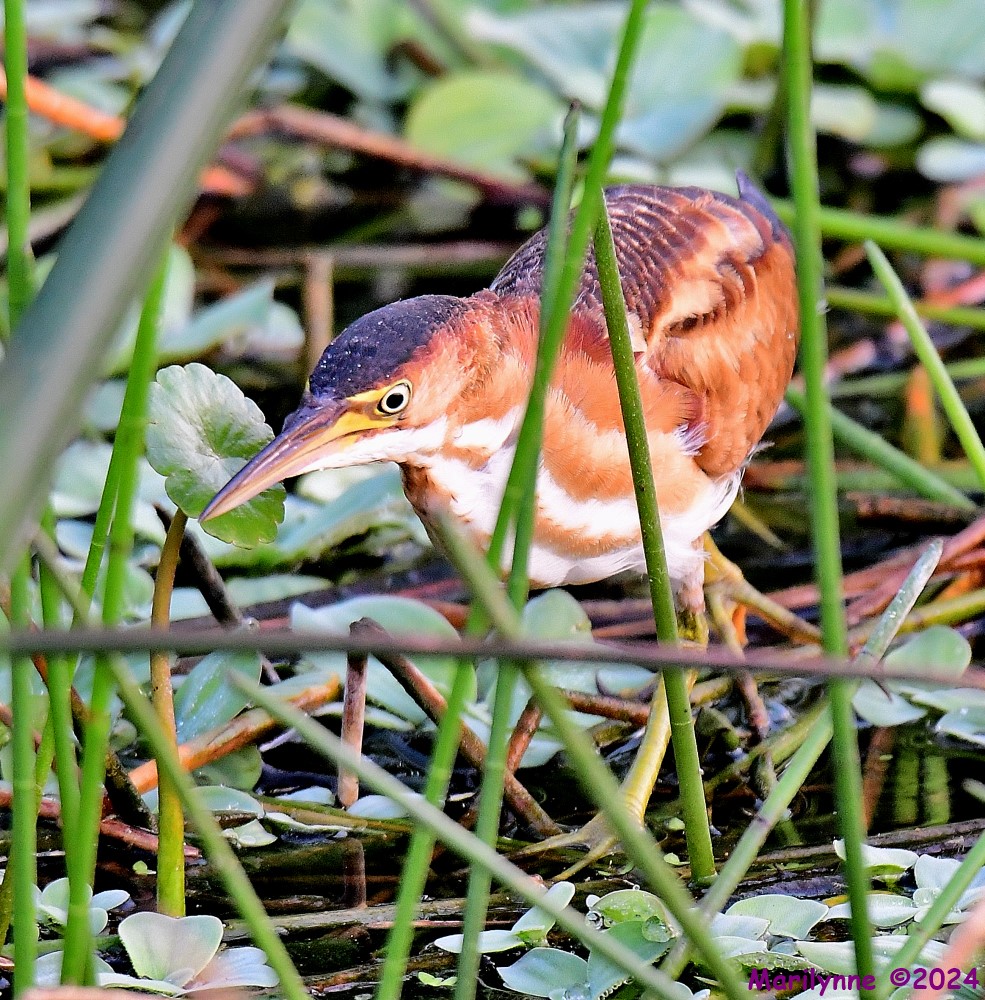 DSC_3555_001.JPG