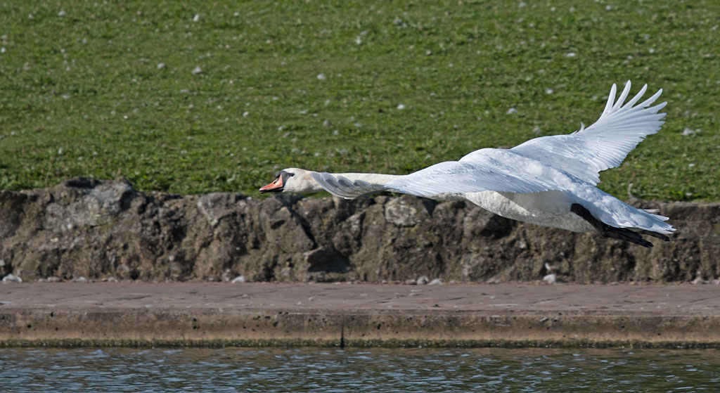 DSC_3556.jpg