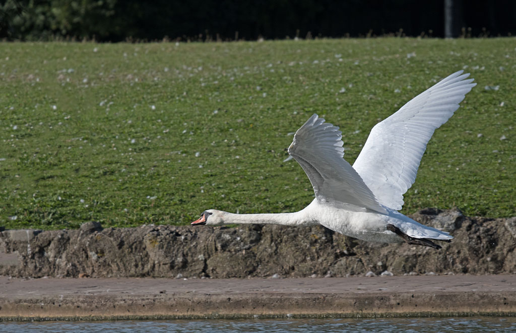DSC_3557.jpg