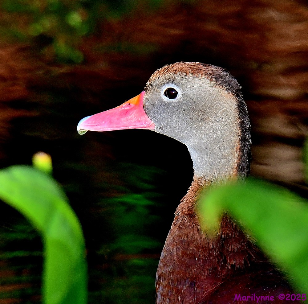 DSC_3558_001.JPG