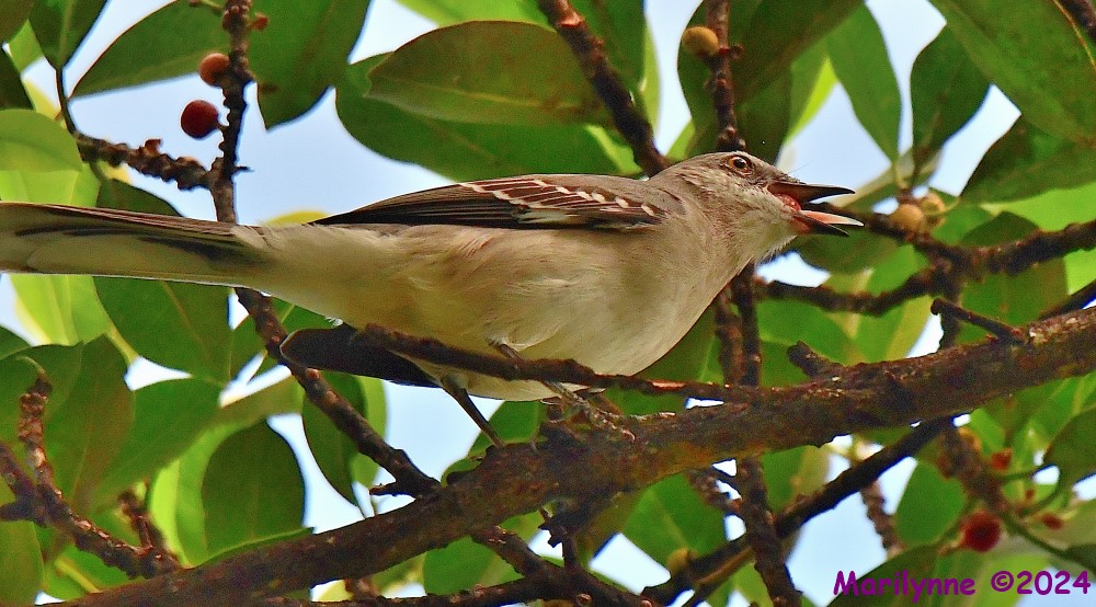 DSC_3559_001.JPG