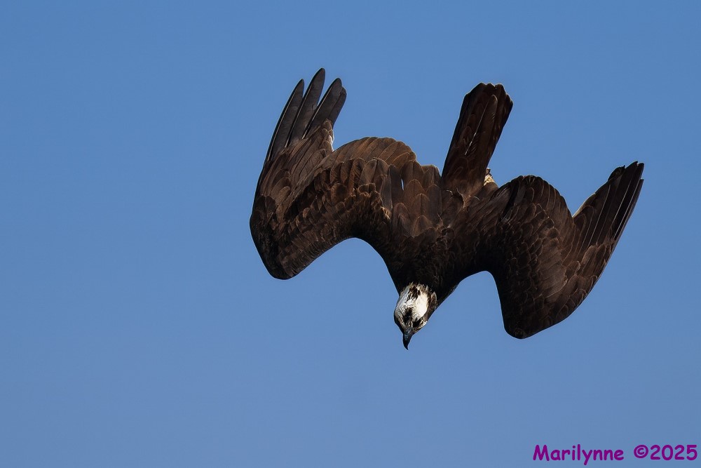 DSC_3562 copy_001.JPG