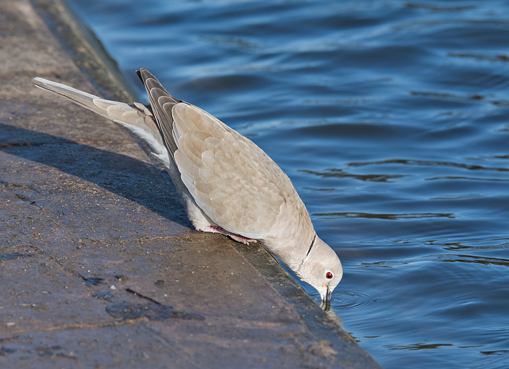 DSC_3562.jpg