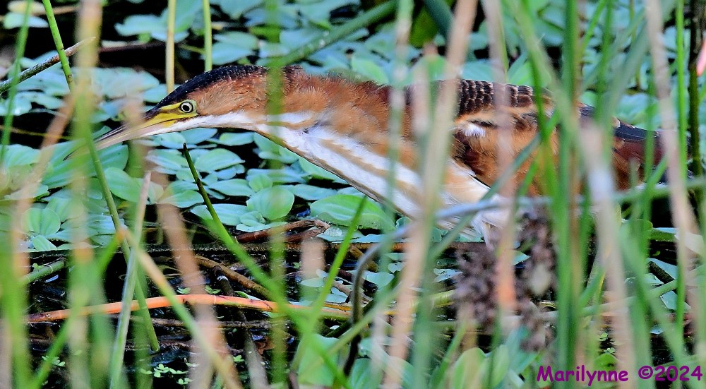 DSC_3564_001.JPG