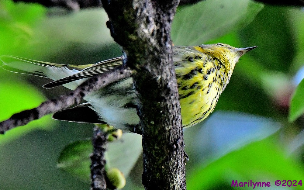 DSC_3564_001.JPG