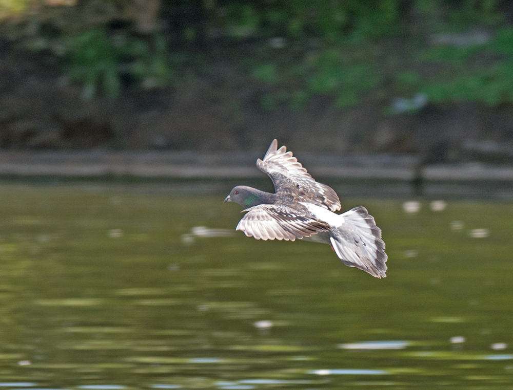 DSC_3566.jpg