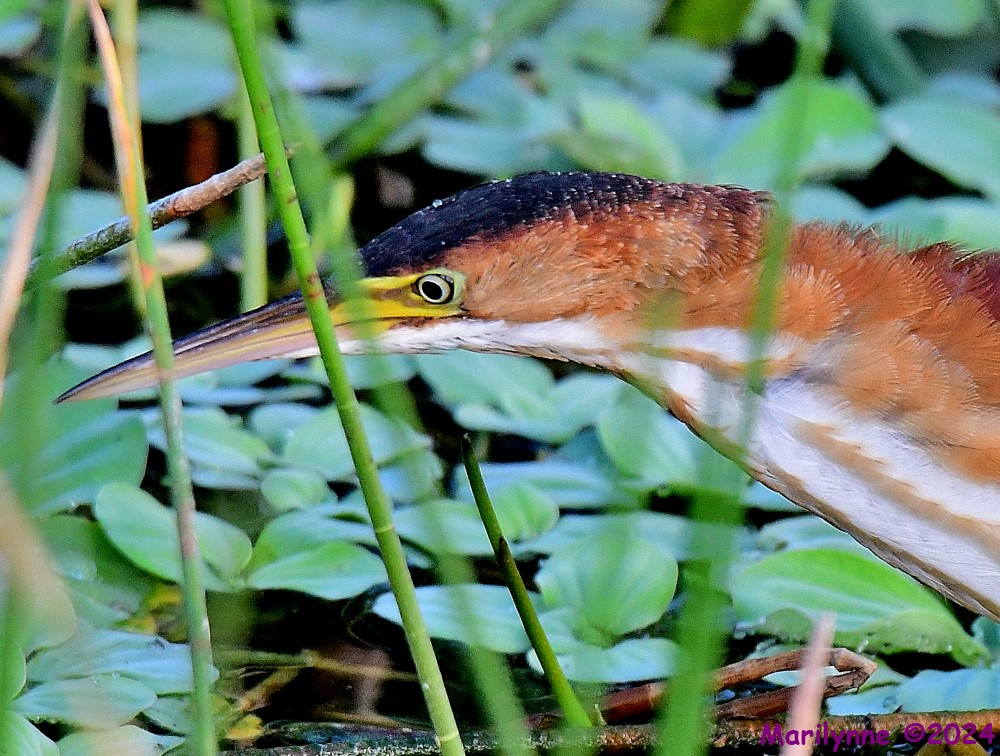 DSC_3566_001.JPG