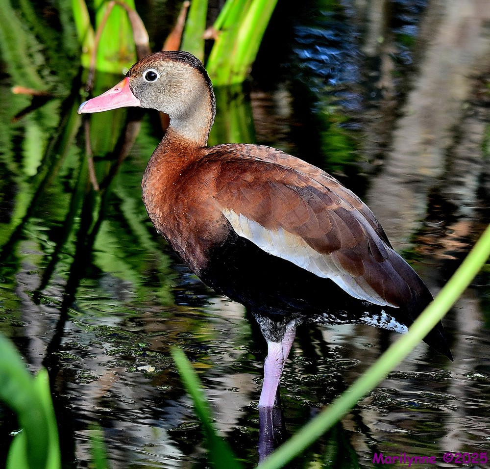 DSC_3566_001.JPG