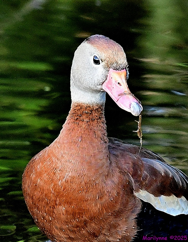 DSC_3569_001.JPG