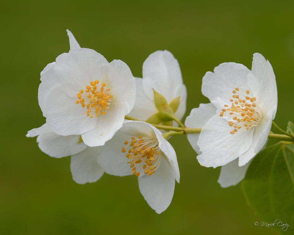 DSC_3571.jpg