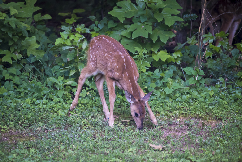 DSC_3572.JPG