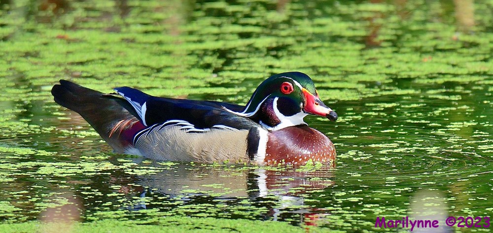 DSC_3573_001.JPG
