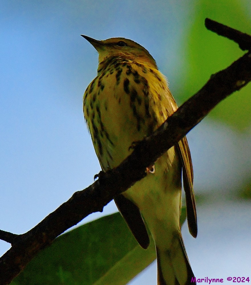 DSC_3574_001.JPG