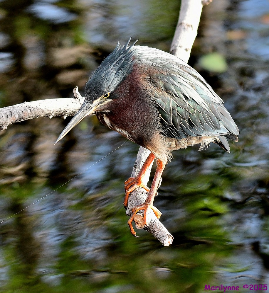 DSC_3575_001.JPG