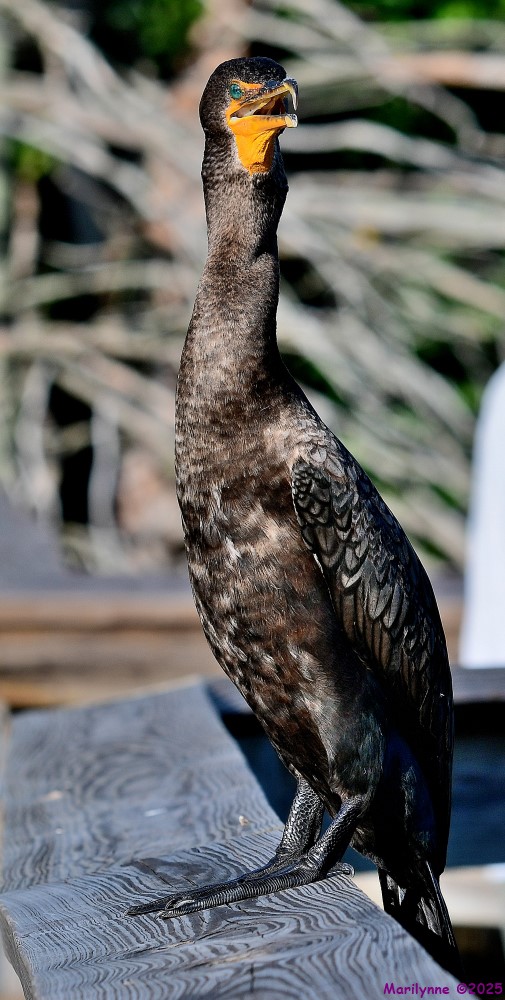 DSC_3578_001.JPG