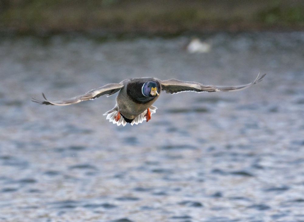 DSC_3579.jpg