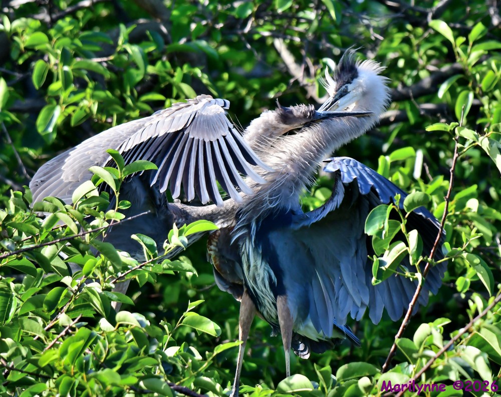 DSC_3579_001.JPG