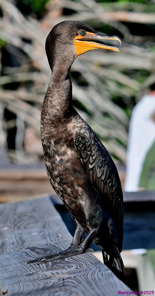 DSC_3581_001.JPG