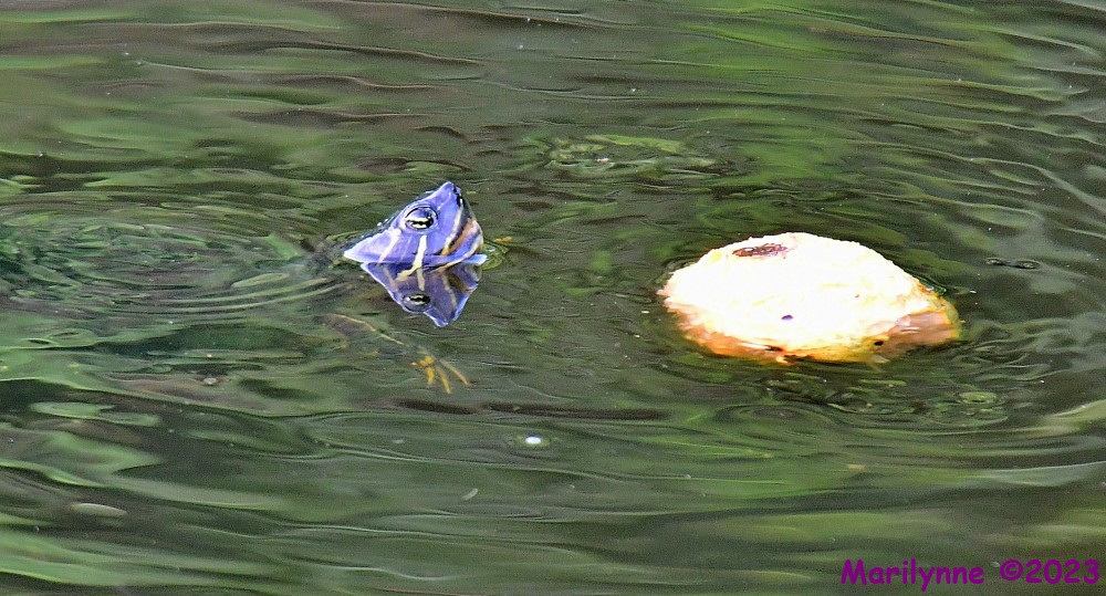 DSC_3582_001.JPG