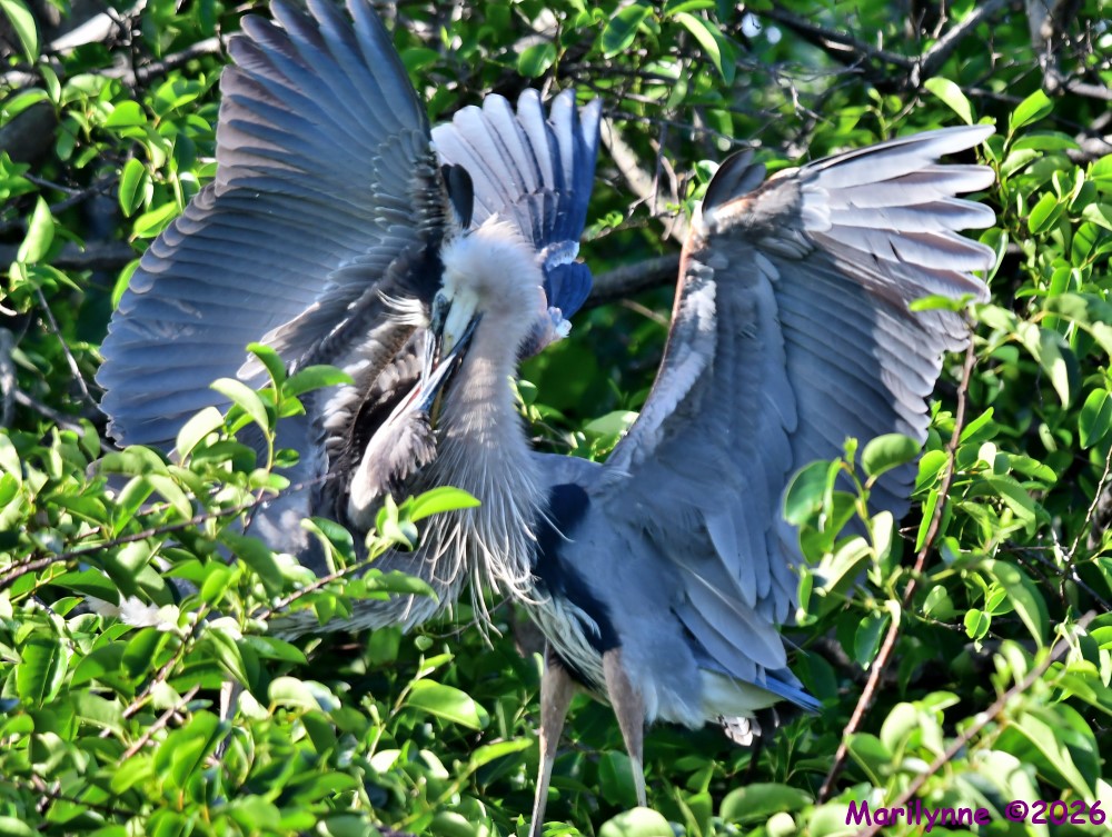 DSC_3582_001.JPG