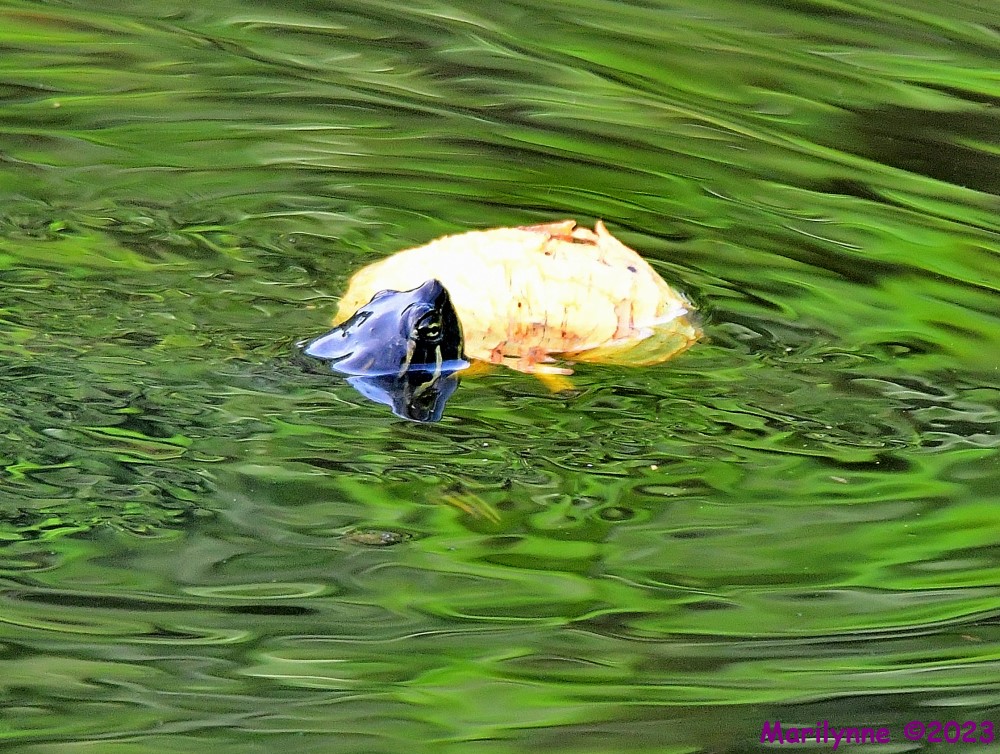 DSC_3583_001.JPG