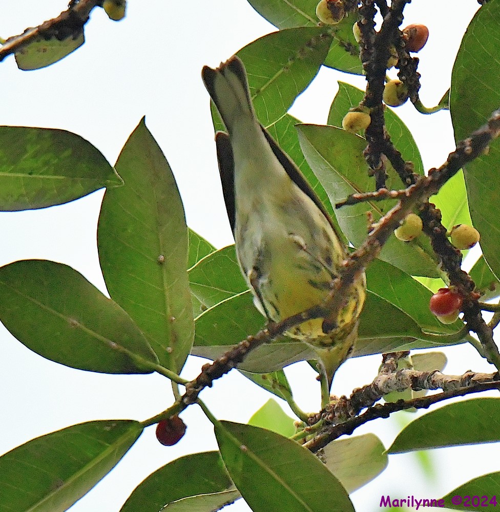 DSC_3584_001.JPG