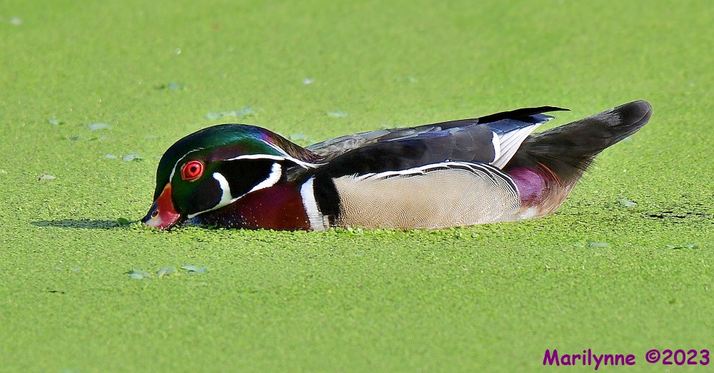 DSC_3585_001.JPG