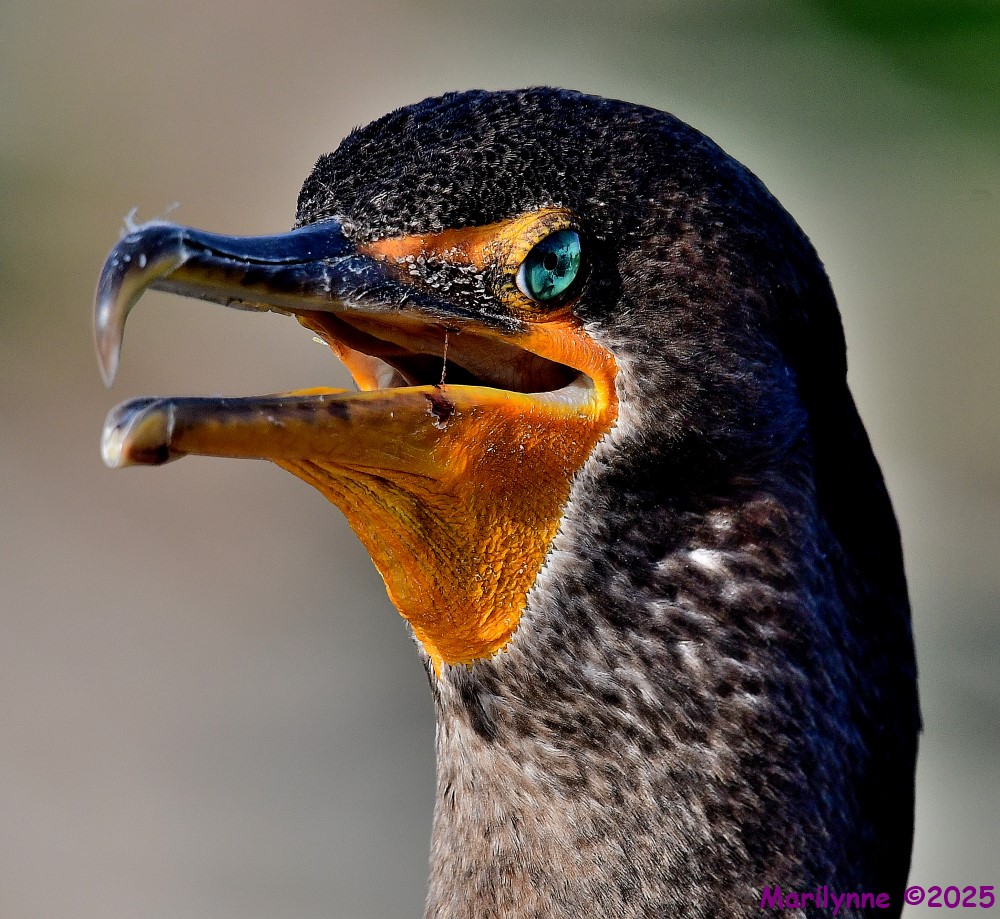 DSC_3585_001.JPG