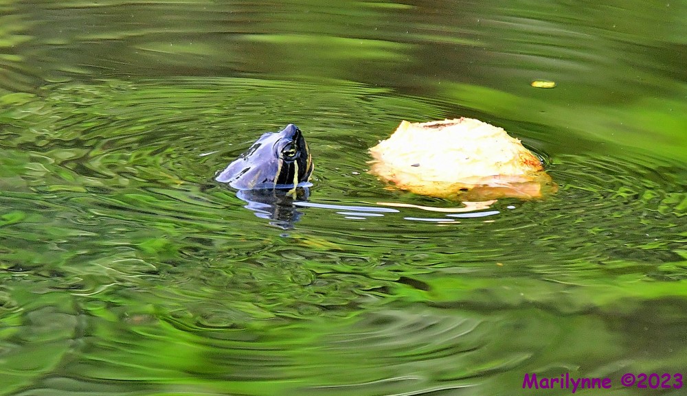 DSC_3587_001.JPG