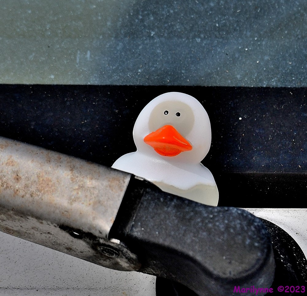 DSC_3587_001.JPG