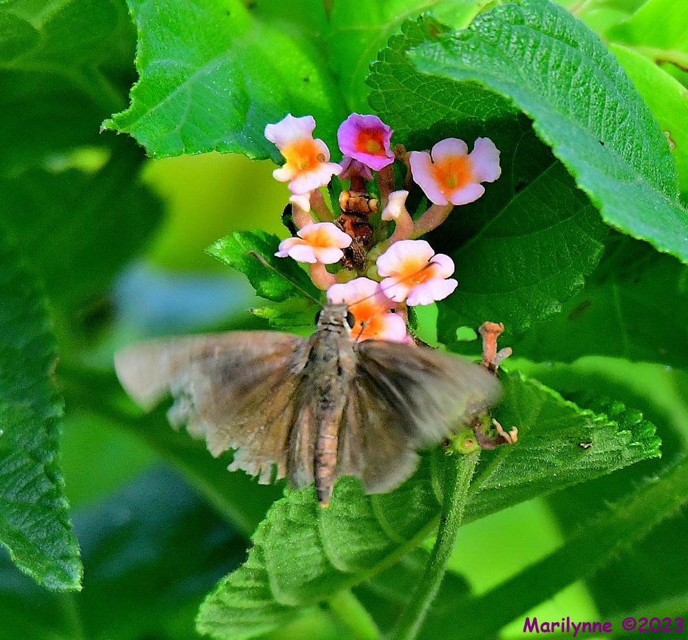 DSC_3590_001.JPG