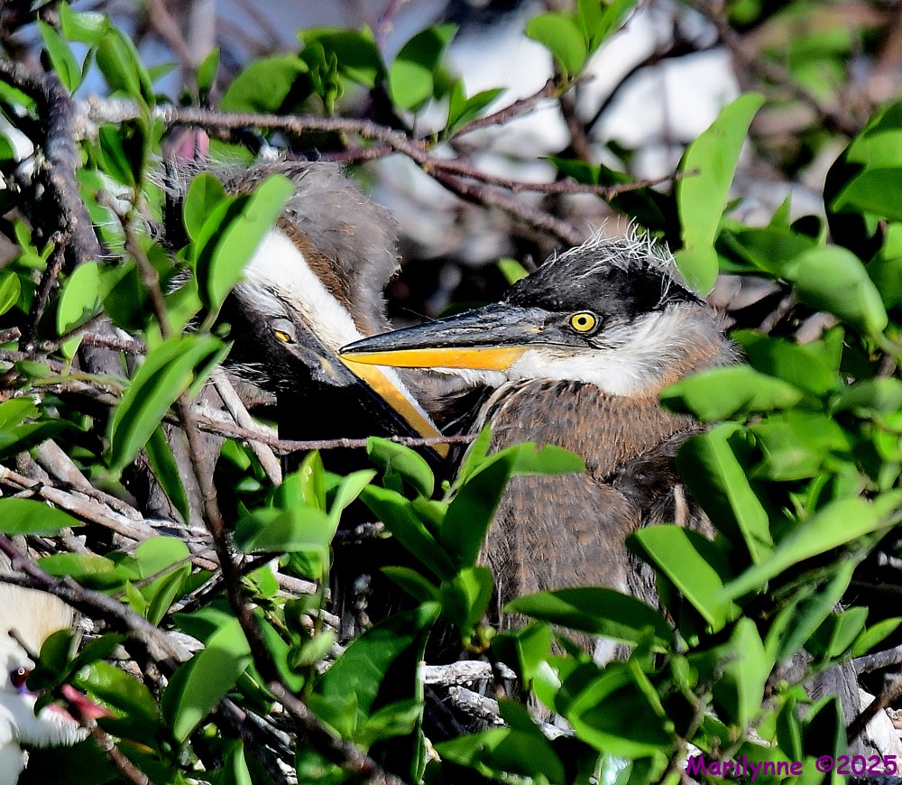 DSC_3590_001.JPG