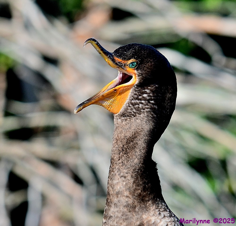 DSC_3590_001.JPG