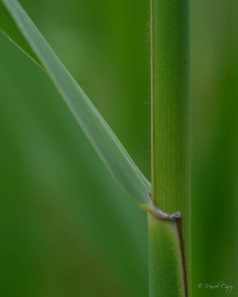 DSC_3592.jpg